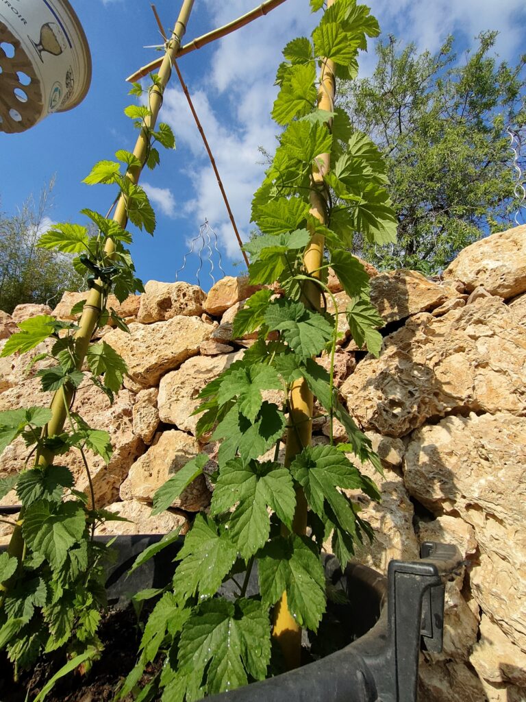 Houblon